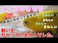 インコのきもち 本当に思っていること 飼い主は知らない 日常的ストレス 虎皮的感受