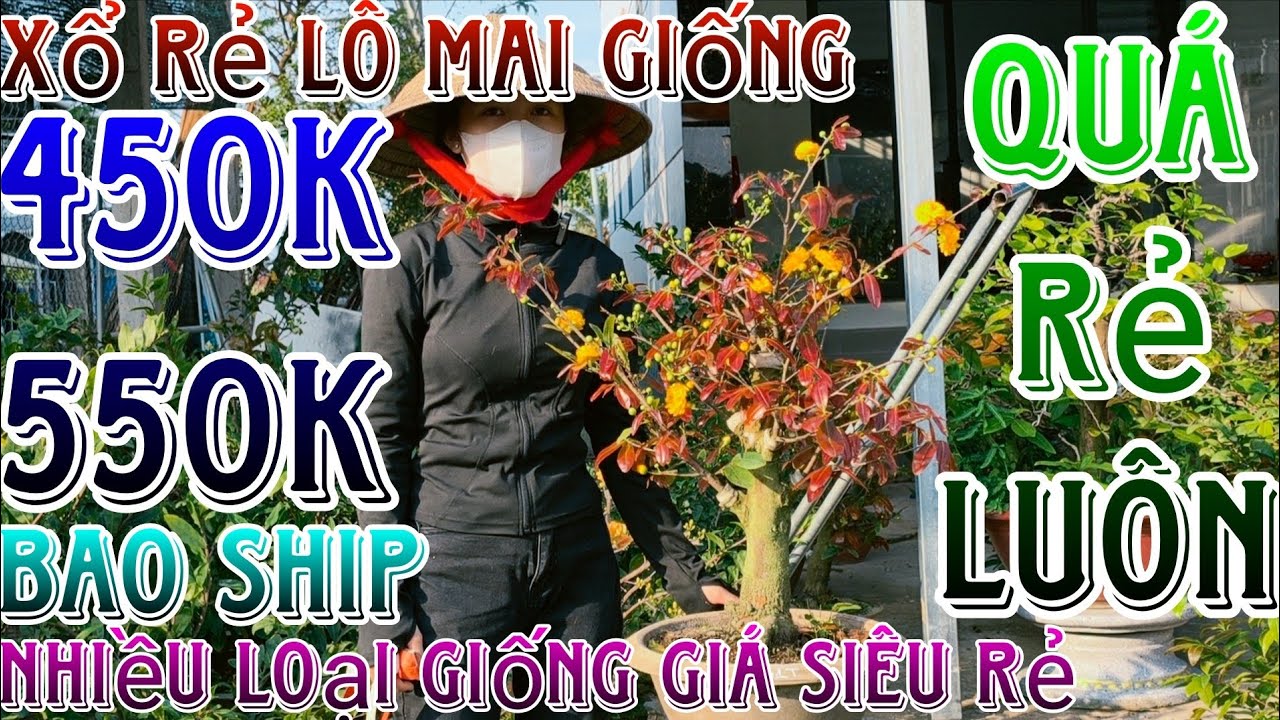 🌈9/03/2026☎️0376910321(Ngọc)🔥mai giống mới hàng bo siêu mướt giống mới giá siêu rẻ luôn đế củ víp