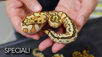 Why Special Clowns are NEXT Level! - My New Holdbacks