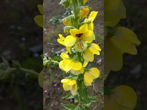 آذان الدب أو البوصير البوصفير نبات بري طبي    نباتات طبية 