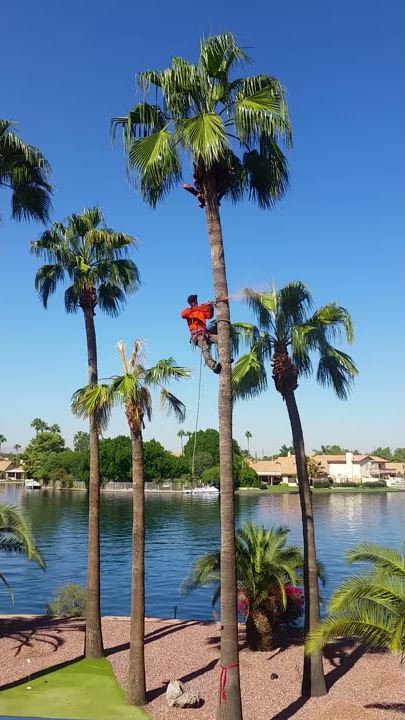 Palm Tree Cutting