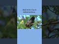 This Bird’s Song Is a Territorial Warning | A Common Blackbird