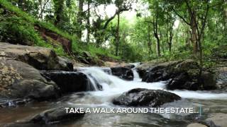 Halli Berri Coffee Estate, Chikmagalur, Karnataka