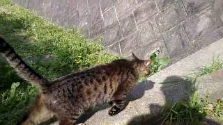キジトラ野良猫に着いていったらお友達のキジトラ猫がいた