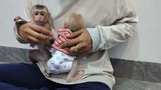 Help baby monkeys changing his diaper