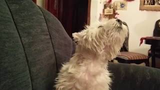 Temujin the Westie singing in the morning by Jinxx Sphinxx 5,965 views 6 years ago 1 minute, 19 seconds