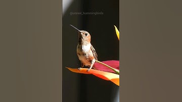 Subscribe to my hummingbirds channel for daily videos #hummingbird