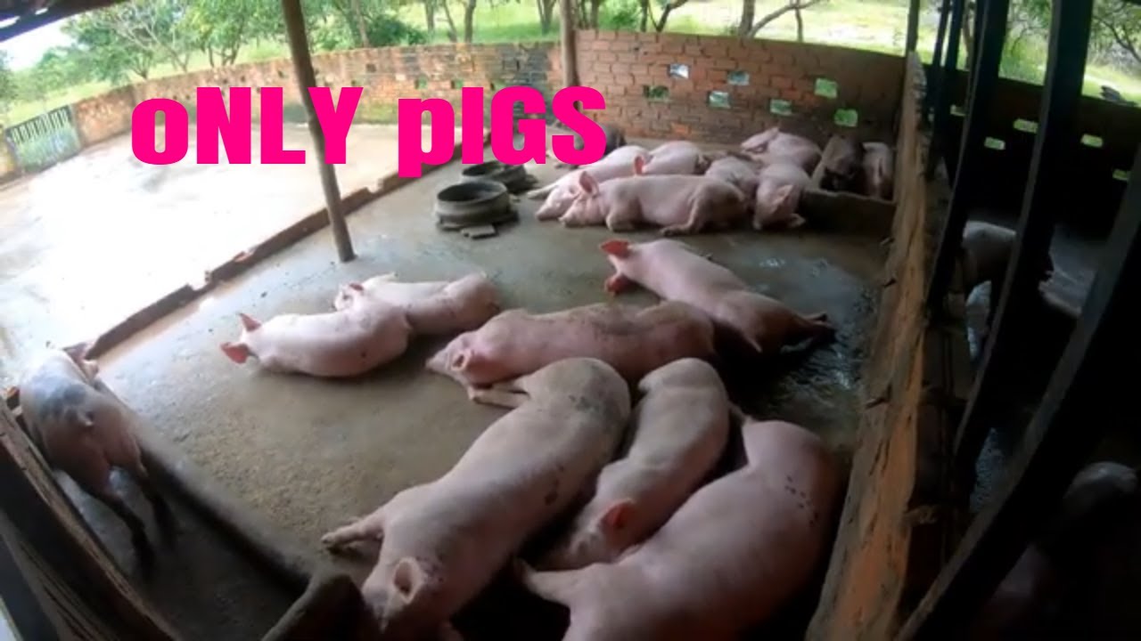 Only Pigs - Nipe Adventure - EP 87