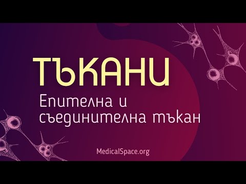 Видео: Мастната съединителна тъкан ли е?