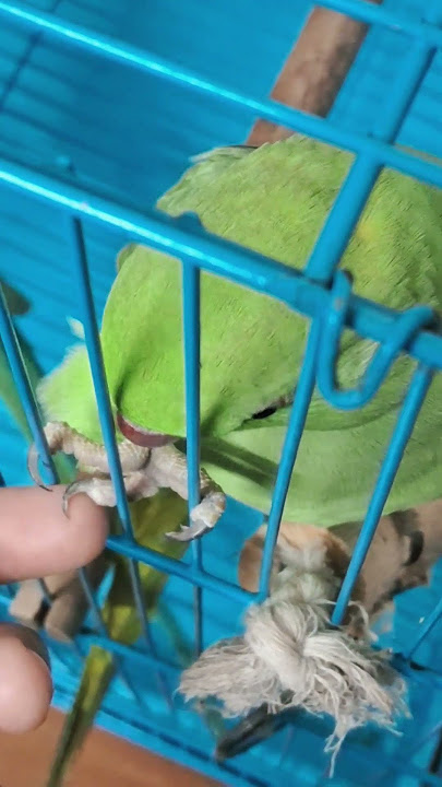 short drama 🫣#funny #shorts #trending #pets #love #birds #cute #comedy #parrot #animals #new