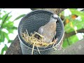 DIY Simple Bird Trap/ How To Make Simple Bird Nest