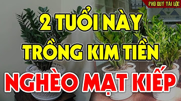 CÂY KIM TIỀN Sẽ RƯỚC ĐEN ĐỦI TRIỀN MIÊN, Tiền Vàng Đội Nón Ra Đi Nếu Rơi Vào Tay 2 Con Giáp Này