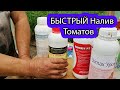 [Быстрый Налив] Плодов Томата |  Как Подкармливать томаты в Налив