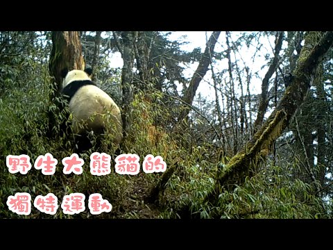 《熊貓播報》野生大熊貓的獨特運動 | iPanda熊貓頻道