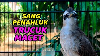 1 JAM MASTERAN TRUCUK GACOR ROPEL PANJANG KONSELETT ! PANCINGAN TRUCUKAN ROPEL MEWAH GACOR DOR