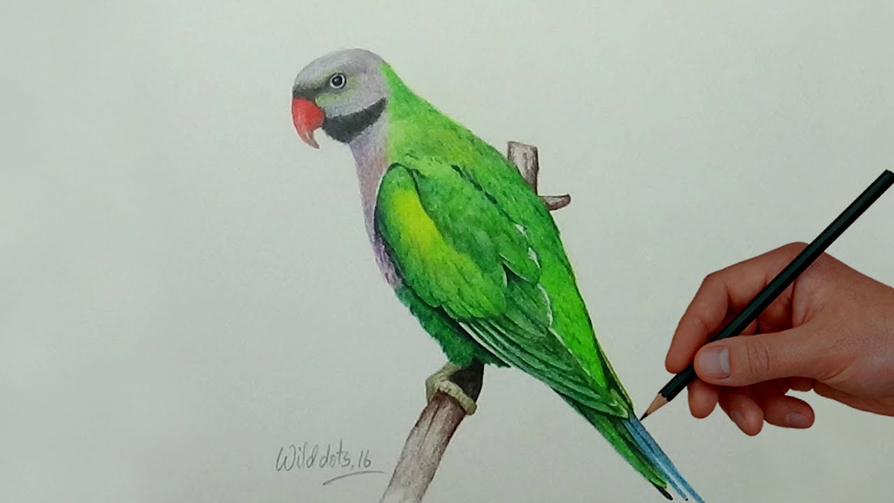  Drawing A Bird With Simple Colored Pencils Derbyan 