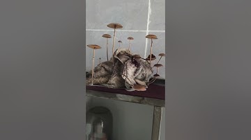 Những cây nấm mọc từ chiếc khăn mặt