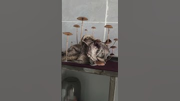 Những cây nấm mọc từ chiếc khăn mặt