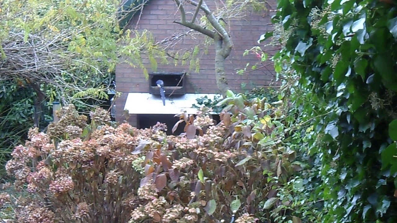 The Red-Billed Blue Magpie in my Garden - 1 