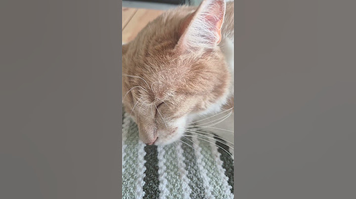 Не будите спящего кота 🐈🐱🦁 #cat #кот #рыжийкот #домашниелюбимцы #котик #милота