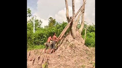 How To Build 15m Tree House on The Skye And Swimming Pools Part I