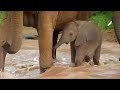 Cute Baby Elephant Trapped in River | BBC Studios