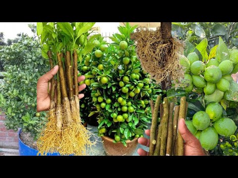 Video: Limón en casa. cultivo