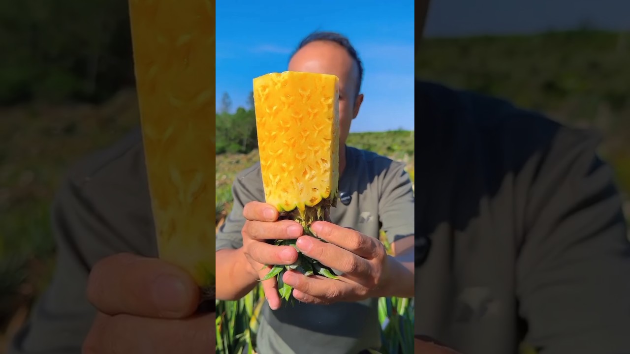 All the pineapples in the pineapple garden are ripe