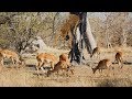 Leopard on the tree jumps down to grab the Antelope-Leopard vs Antelope