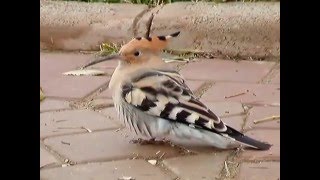 Huppe Fasciée Dafrique 4