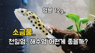 초록복어 해수염,천일염 어떤게 좋을까? 기수어 염분 꽃소금 투입..