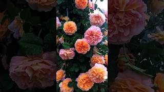 “Colorful Roses & Flower Garden 🌺🌼 Nature’s Beauty You Can’t Miss”