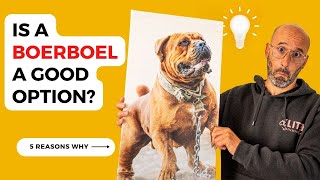 5 Reasons Why You SHOULD Get a BOERBOEL ( South African Mastiff 101)