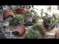 bonsai of my friend Disinfection 石灰硫黄合剤