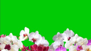 bunga anggrek green screen free download