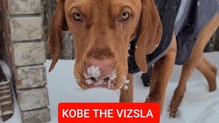 When Hungarian Vizsla Meets Snow by Kobe The Vizsla 2,032 views 3 years ago 6 minutes, 7 seconds