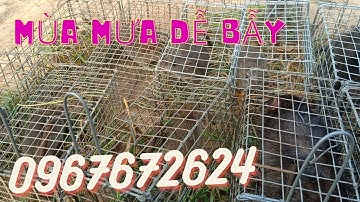 Thăm Bẫy Chuột Cống Nhum Tập 186(Cập kênh lục bình)#ccvlog