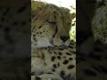 CHEETAH 🐆 closeup #shortsvideo #shorts #animals #cheetah