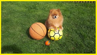10 Ball Tricks You Can Do With A Small Dog