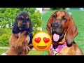 Bloodhound — Cute And Hilarious Videos And Tik Toks Compilation