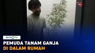 Polisi Tangkap Pemuda Tanam Ganja di Dalam Rumah