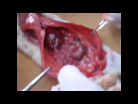 Diseccin de Rata 6D esquipo #4