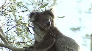 コアラ686匹を殺処分「繁殖しすぎで安楽死させた」(15/03/05)