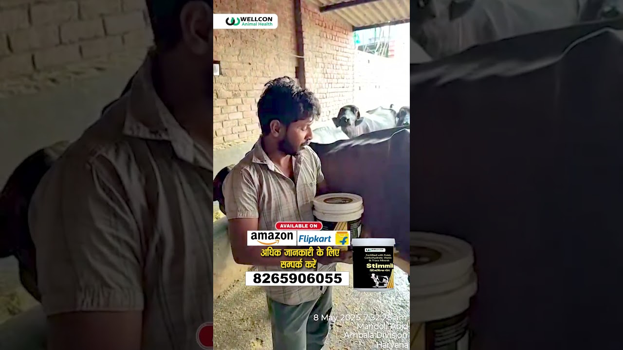 किसान ने बताया Stimmilk Gold का सच🐄💬| Stimmilk Gold