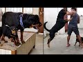 Rottweiler are highly energetic dog, they love to play very rough || Mr.Nut & Mr.Bolt