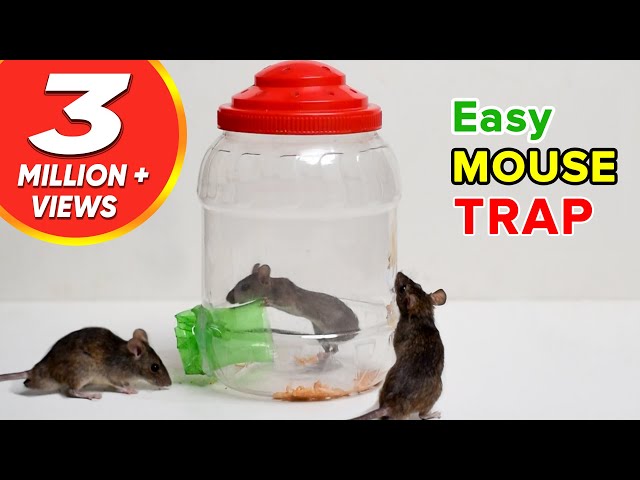 Handmade mouse trap - homemade humane rat trap - DIY handcraft trap 