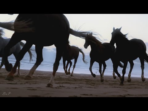 Лошади и море - Runaway