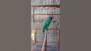 CUCAK IJO SNIPER KING. ZAHRA ZIPORA.COM