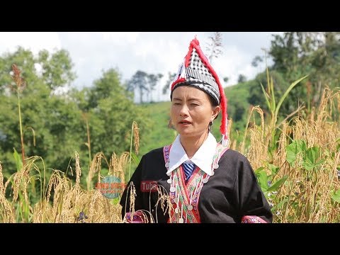 Video: Thiab Tom Qab Kev Sib Nrauj, Lub Neej Mus