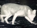 Must see thermal footage of coyotes. Night Crew S1E8 "BLACK HOT"